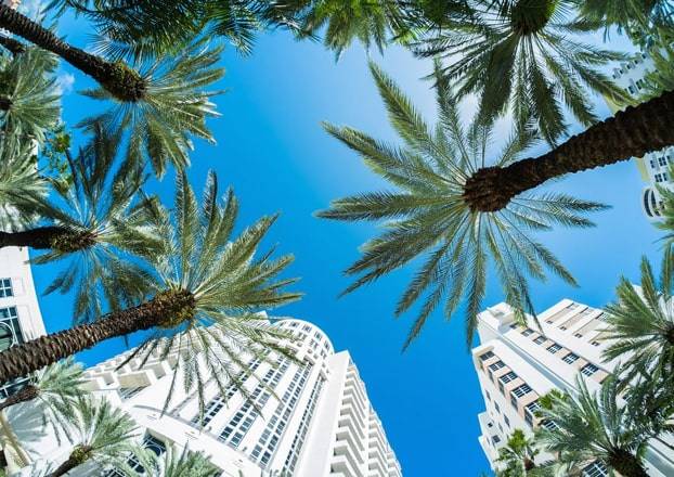 Looking up at palm trees against blue sky